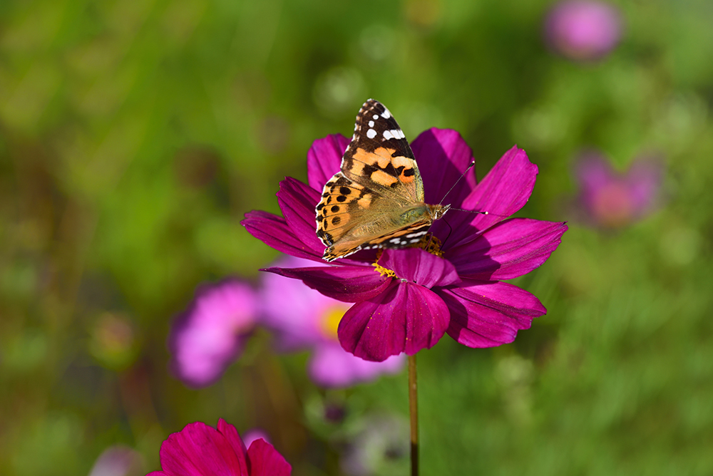 Painted lady