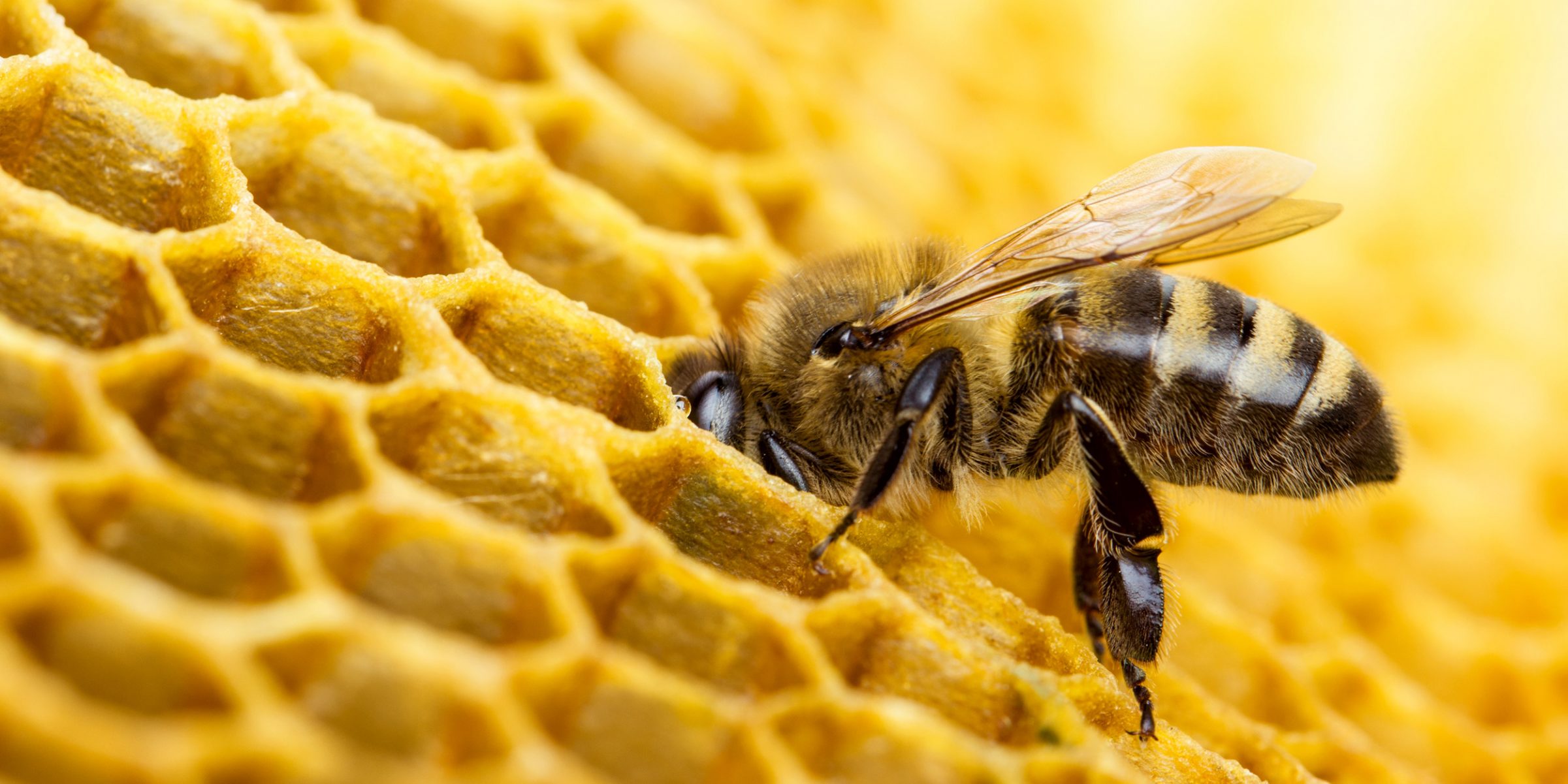 Working bees on honeycomb